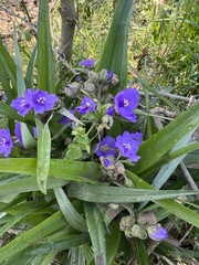Tradescantia ernestiana, photograph author not stated, no rights reserved