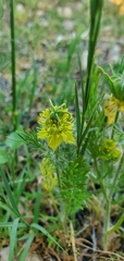 Nigella ciliaris