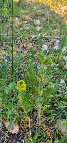 Nigella ciliaris, photograph 2