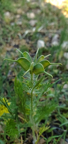 Nigella ciliaris, photograph 3