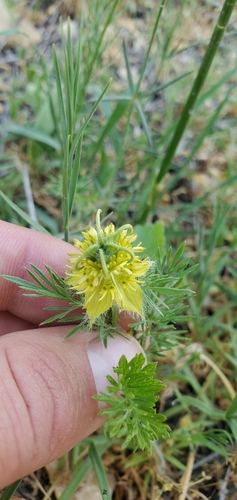 Nigella ciliaris, photograph 4