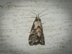 Philenora chionastis