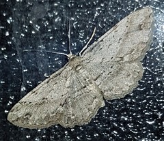 Syneora acclinis