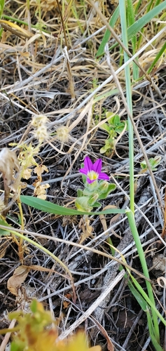 Jerusalem Bellflower (Campanula hierosolymitana)