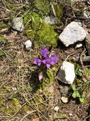Gentianella germanica