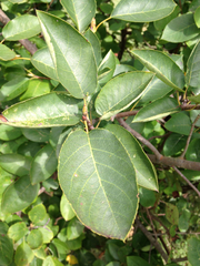Amelanchier laevis