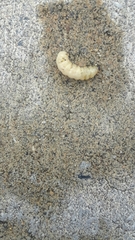 Eichlinia cucurbitae