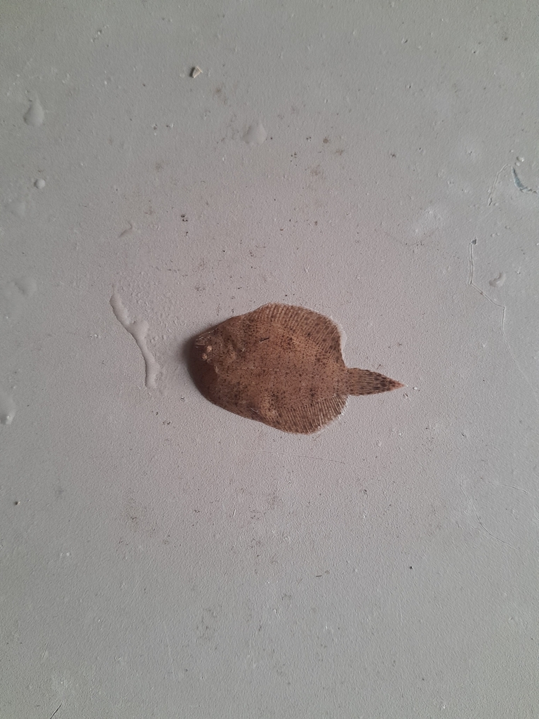Drab sole (Achirus achirus) — Achiridae