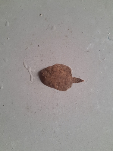 Drab sole (Achirus achirus) — Achiridae