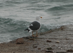 Larus livens