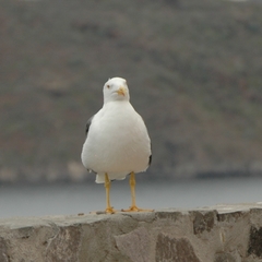 Larus livens