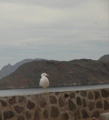 Larus livens