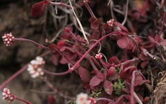 Crassula pubescens