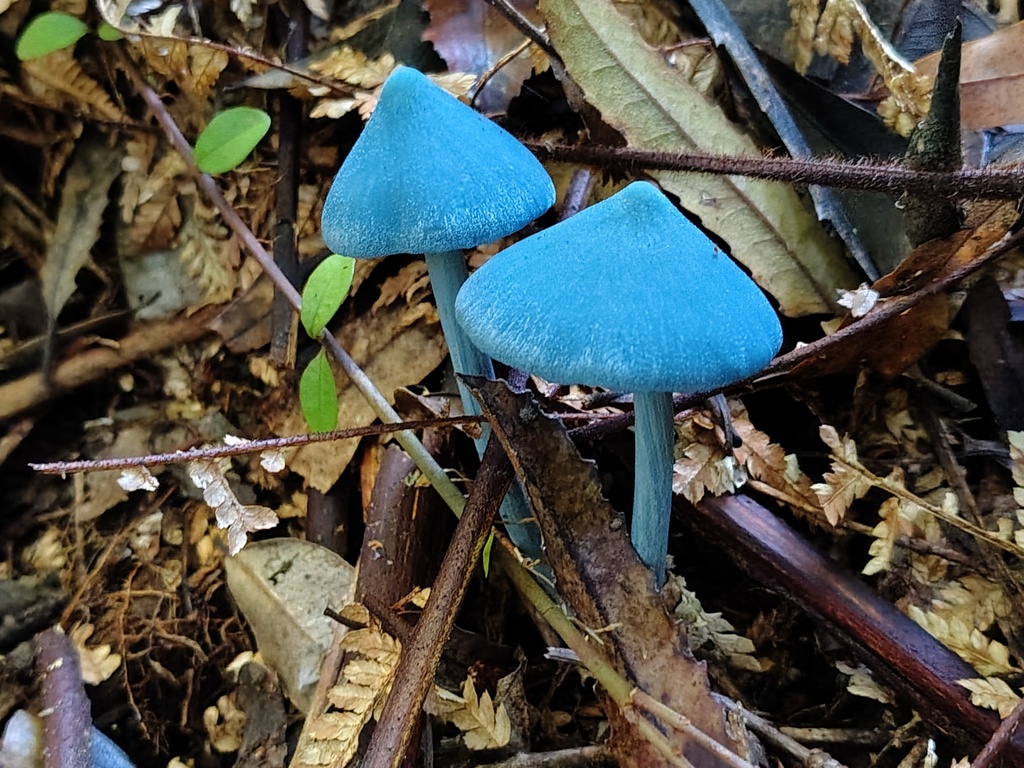 Entoloma hochstetteri · April 2025 · photo: © kelvinperrie (iNaturalist, cc-by)