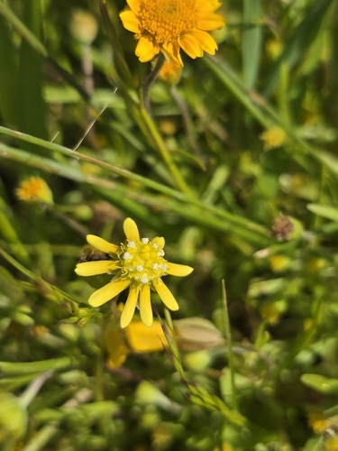 Image of Blennosperma nanum by (c) Dan Killam, some rights reserved (CC BY)