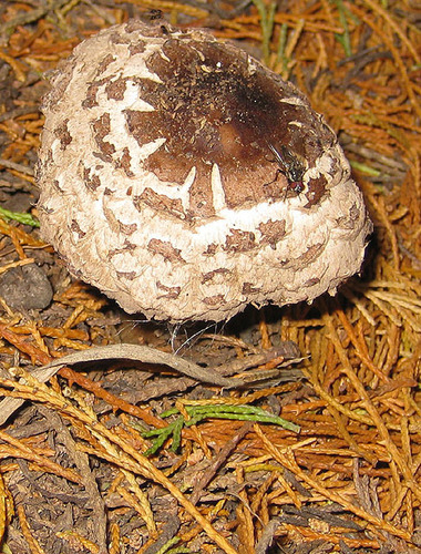 Šiurkščioji žvynoklė nuotrauka