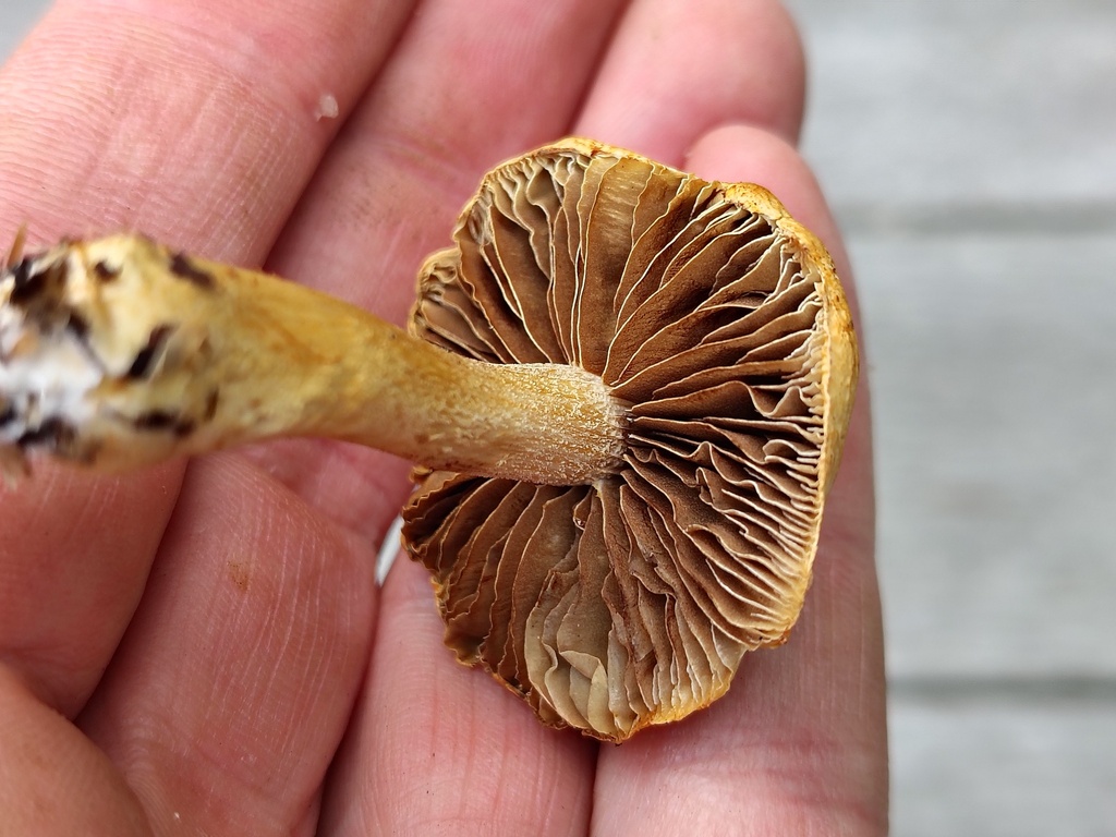 Agrocybe putaminum · April 2025 · photo: © kelvinperrie (iNaturalist, cc-by)