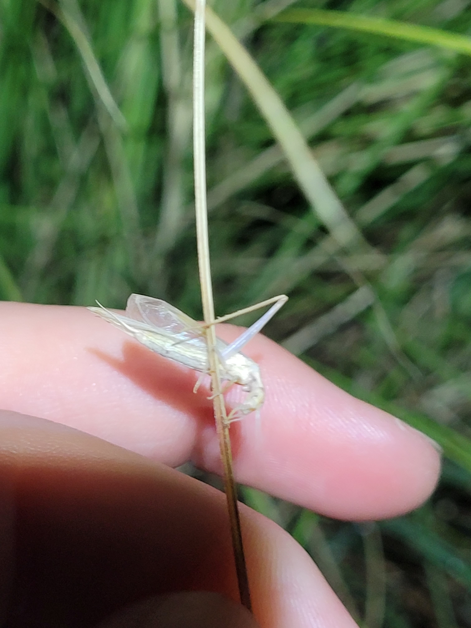 Oecanthus dulcisonans