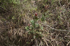 Acokanthera oppositifolia