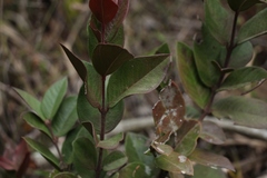 Acokanthera oppositifolia
