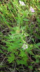 Geranium bicknellii