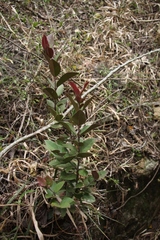 Acokanthera oppositifolia