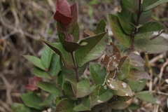 Acokanthera oppositifolia