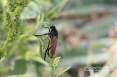 Archilestris magnificus