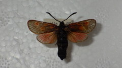 Zygaena exulans