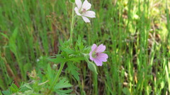 Geranium bicknellii