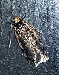 Hoplostega ochroma
