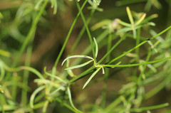 Genista radiata
