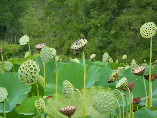 Another photo of Sacred Lotus