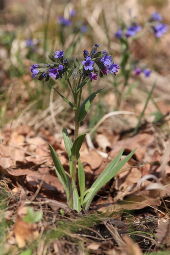 Pulmonaire angustifolia 4