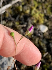 Phemeranthus calcaricus