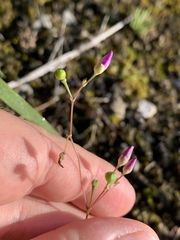 Phemeranthus calcaricus