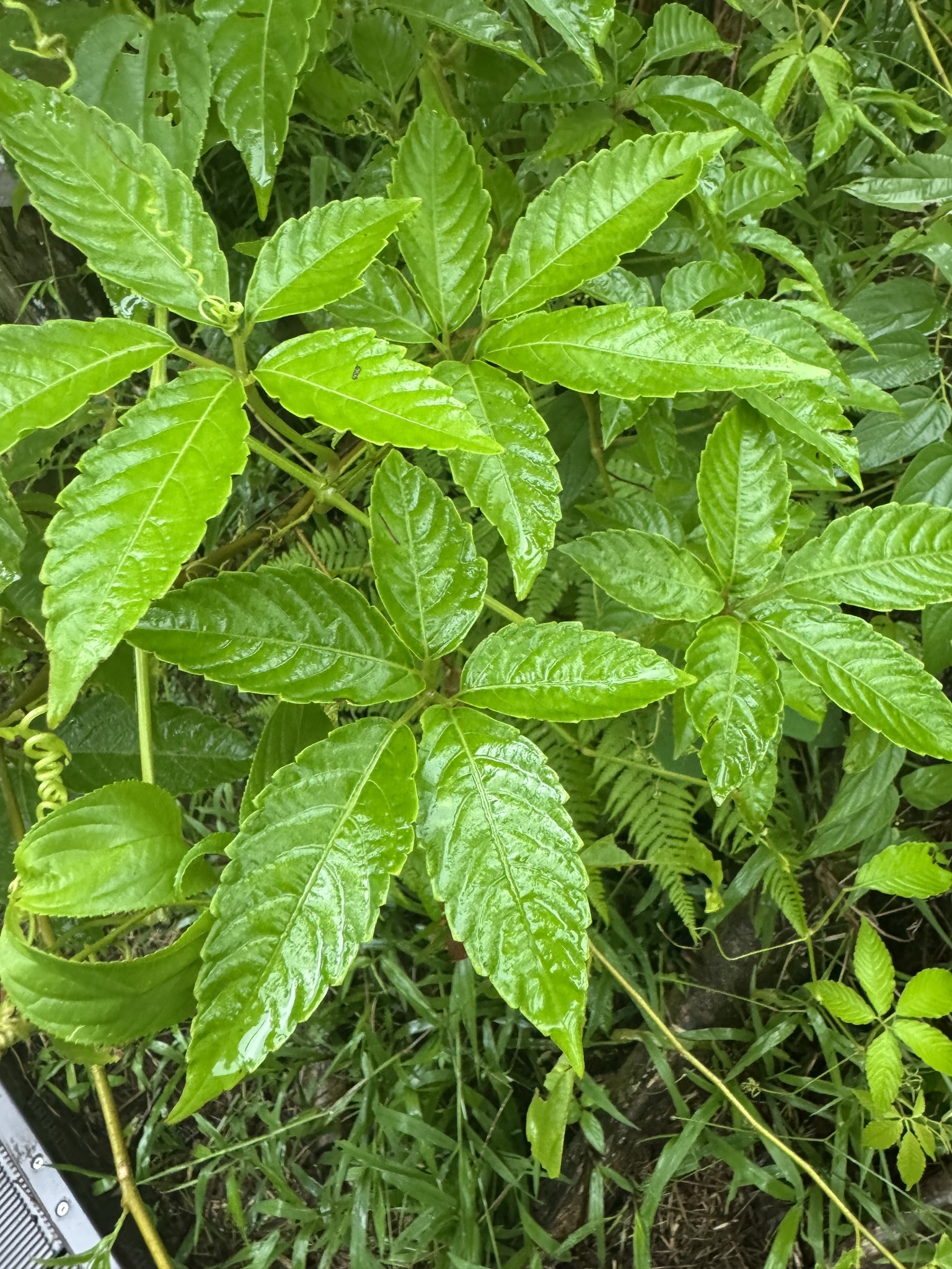 Causonis australasica