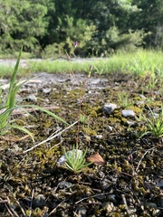 Phemeranthus calcaricus