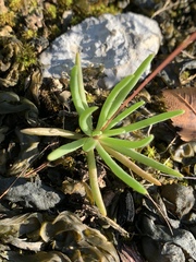 Phemeranthus calcaricus