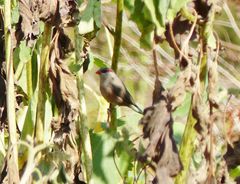 Estrilda troglodytes
