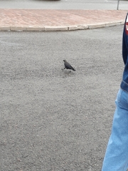 Corvus monedula