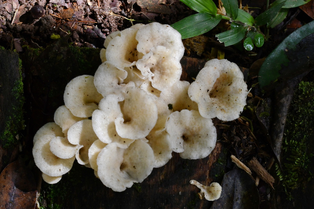 Favolus brasiliensis · April 2025 · photo: © touroult (iNaturalist, cc0)