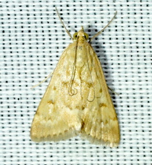 Achyra occidentalis