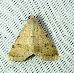 Hemeroplanis historialis