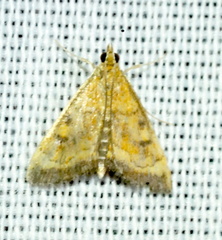 Achyra occidentalis