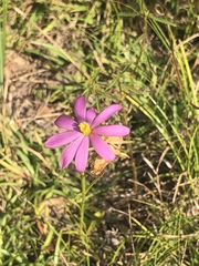 Sabatia gentianoides