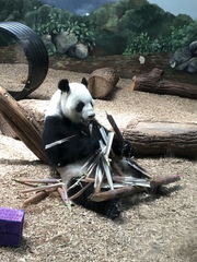 Ailuropoda melanoleuca