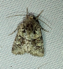 Lacinipolia strigicollis