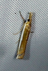 Crambus sperryellus