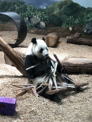 Ailuropoda melanoleuca